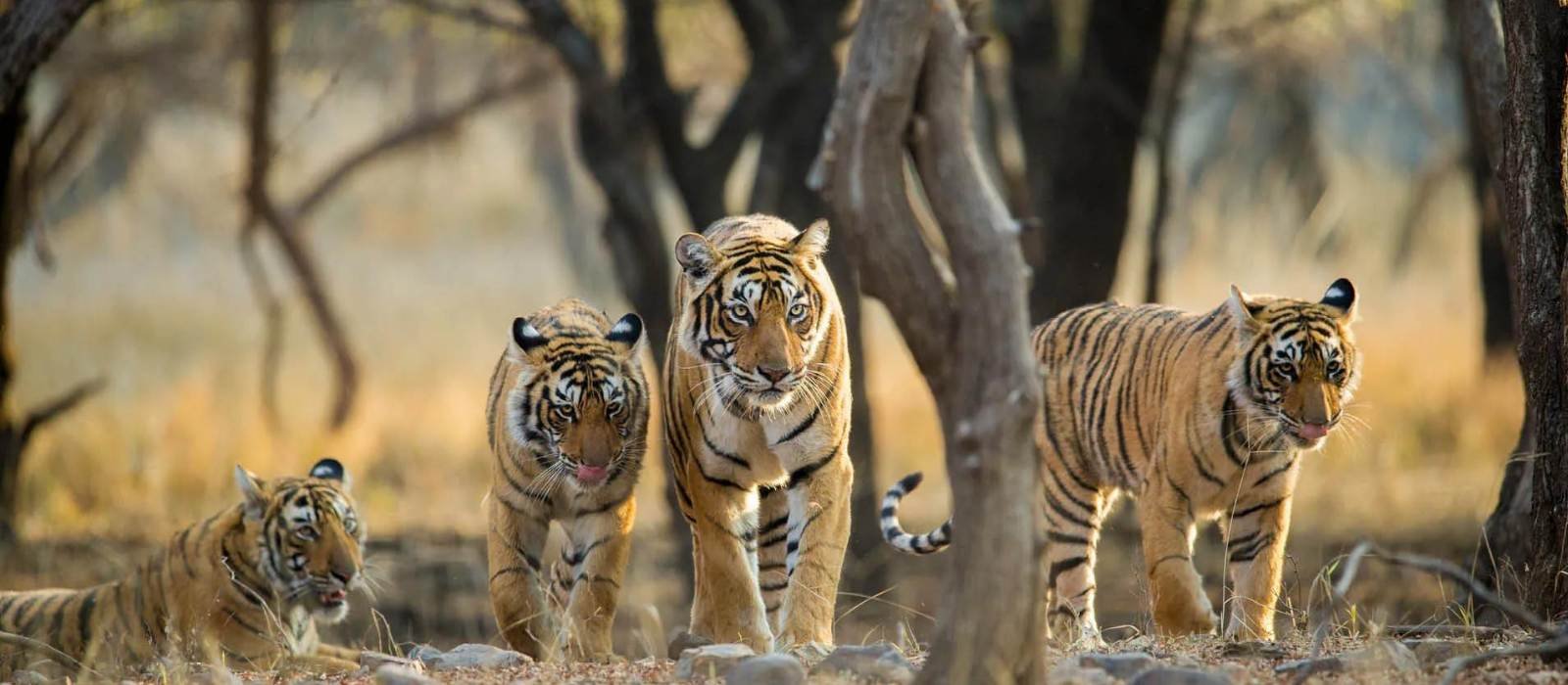 Golden Triangle Tour With Ranthambore