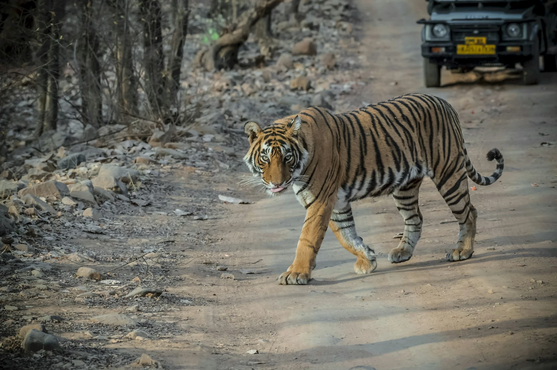 Ranthambore-tiger